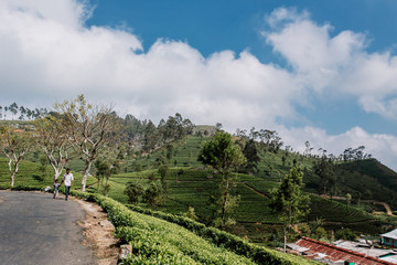 Lipton's seat, Sri lanka - January 29, 2019: Green, fresh, tea leaves growing on the plantation, in the sun. Fields in Haputale, Sri Lanka. Photo taken in Nuwara Eliya. Locals go along the road.