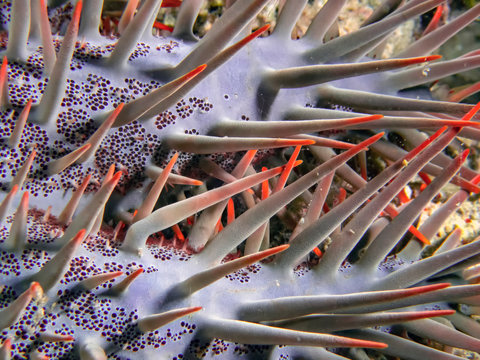 Crown Of Thorns (Acanthaster Planci)