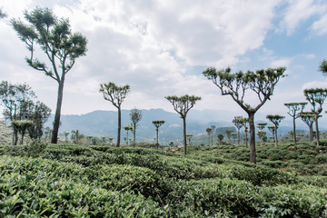 Tea plantation. Green, fresh, tea leaves growing on the plantation, in the sun. Fields in Haputale, Sri Lanka. Photo taken in Nuwara Eliya.