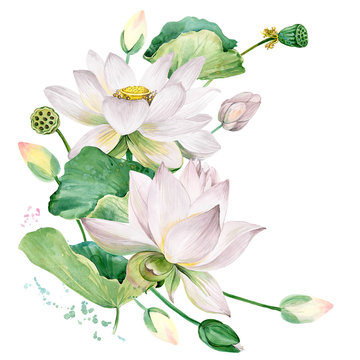 white lotus watercolor botanical illustration.