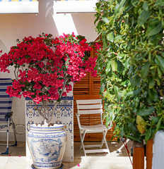 flowers on balcony