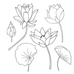 Lotus flower, bud, leaves plant set. Art monochrome design element hand drawn ink sketch stock vector illustration for web, for print