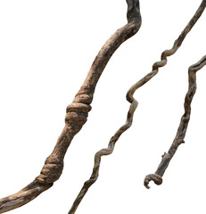 twisted liana isolated on white background. Clipping path