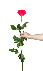 rose flower in male hand