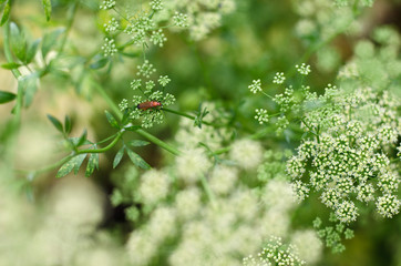 A Bug in the green garden plants