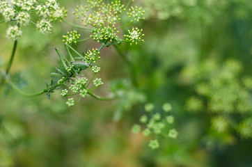 European locust (Poecilimon thoracicus) in the green garden plants
