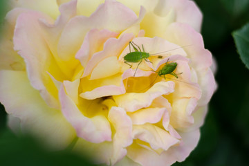 Naklejka na ściany i meble Beautiful blossomed yellow rose with pair of garden grasshoppers (Leptophyes punctatissima) on it