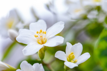 Obraz na płótnie Canvas Beautiful white tung flower blooms in spring（tung tree flower）