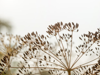 Close Up. dill seeds on stalks. (Anethum graveolens)