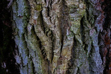 Old wood tree texture background pattern.nature abstract