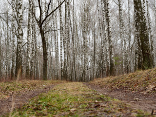 Footpath in the autumn forest. Beautiful autumn birch forest. Leafless trees, leaves have fallen. Late fall. The first snow in the autumn forest. Winter is coming soon.