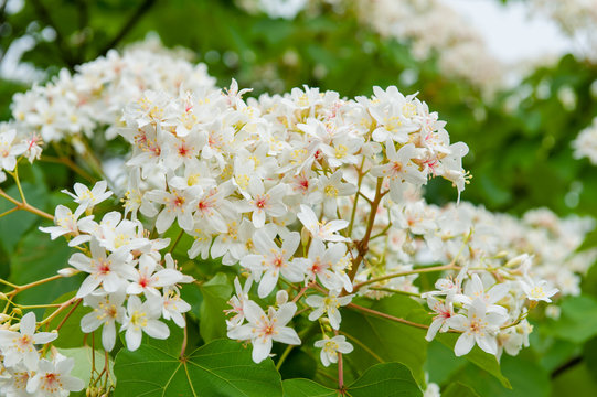Beautiful white tung flower blooms in spring（tung tree flower）