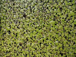 background of green leaves