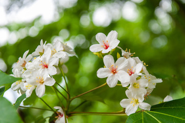 Beautiful white tung flower blooms in spring（tung tree flower）