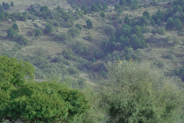 view of forest