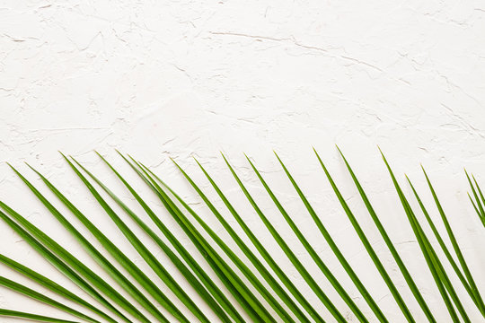 Tropical green palm leaf on white concrete background. Flat lay, top view