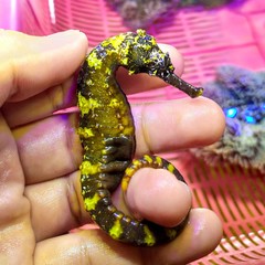 komes seahorse has a black body with a yellow speck on its body © Arviz