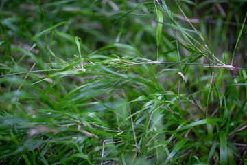 closeup of green grass