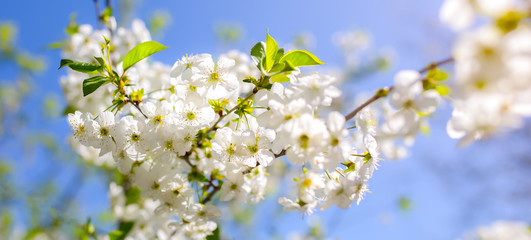 Cherry plum tree blossom. Blooming tree branch on the sunny spring day. Real natural photo on the blue sky background. Spring concept.