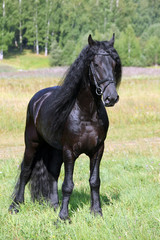 Dressage friesian horse portrait in outdoor 