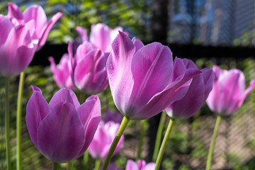 Water drop on pink tulip's