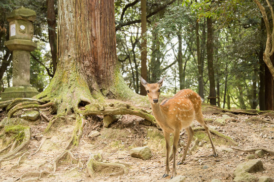 Photograph of scared little deer