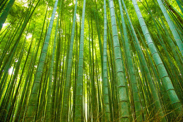 Photograph of the bamboo trunks of the Arashiyama forest