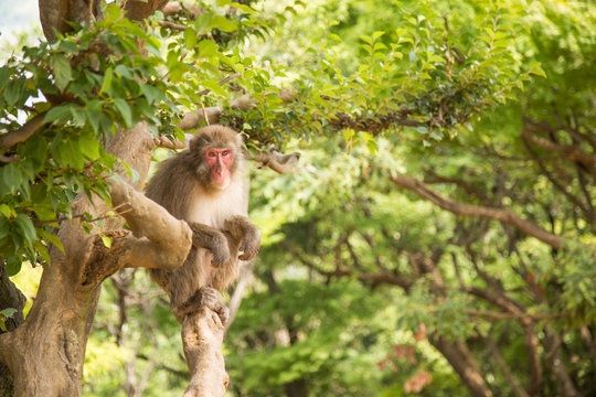 Photograph of a monkey hanging on a branch looking at the camera
