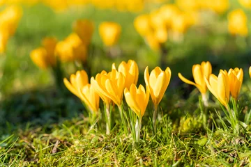 Fotobehang Krokus yellow crocus in the grass  © Tim Thurlings
