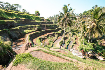 Fototapeta na wymiar Tegalalang Rice Terrace, Ubud, Bali