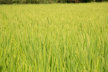 Background unfocused photography of a rice field