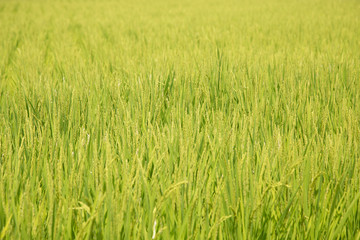 Background unfocused photography of a rice field