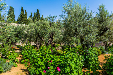 Fototapeta na wymiar Branched olive trees