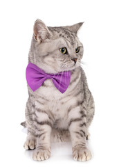 British Shorthair in studio