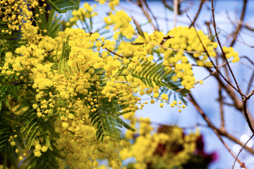 Closeup of a blooming mimosa tree (Acacia dealbata, Mimosaceae) with yellow flowers and green leaves, Italy