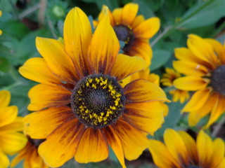 sunflower top wide view