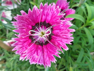 Obraz premium pink flower in the garden