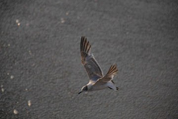 Gaviota 