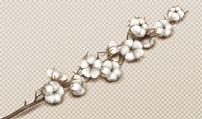 Realistic cotton branch with flowers, beautiful stem with white blossoms isolated transparent background, natural fluffy fiber ripe bolls with soft texturedesign element 3d vector illustration - obrazy, fototapety, plakaty