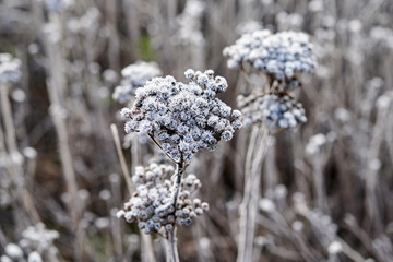 Frozen grass on meadow at sunrise light