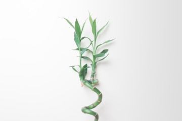 stalk of bamboo isolated