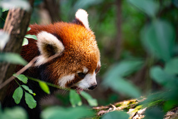 Obraz premium Red Panda resting in tree canopy