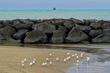 Mouettes en hiver au bord de mer