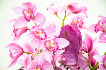 Beautiful fresh bouquet magenta cymbidium orchids  sotft pink Lip, Tropical  sweet flowers growing...