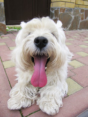 White west highland terrier laying on floor          