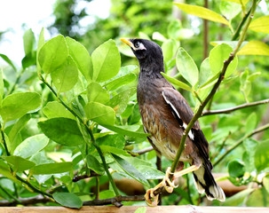 black myna bird on a branch