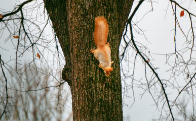 Red squirrel sits on a tree and eats seeds from a hand in a city park.