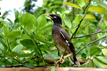 Fototapeta premium black myna bird on branch