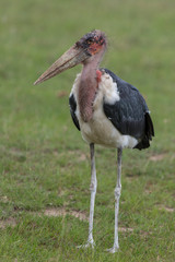 Maribu Stork seen near Lake Naivasha in Kenya, Africa