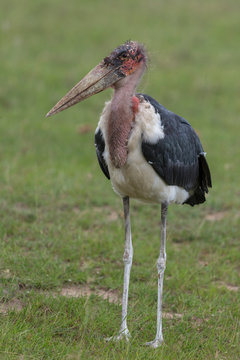 Maribu Stork seen near Lake Naivasha in Kenya, Africa